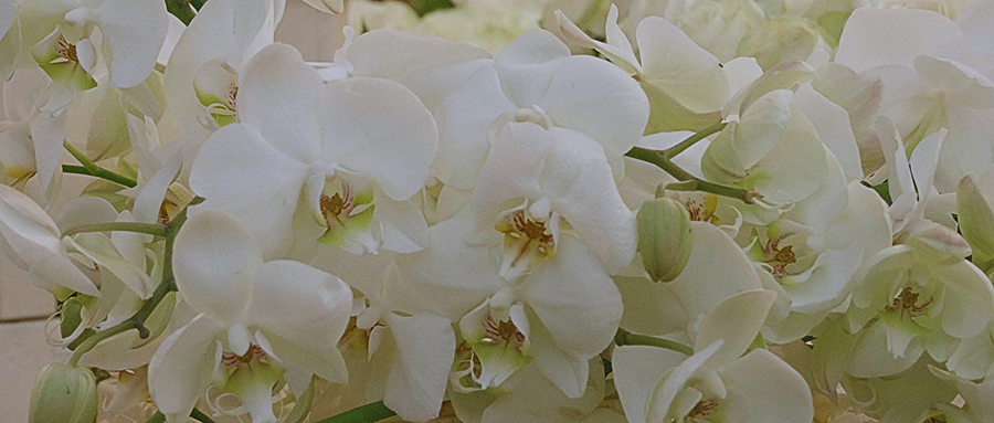 PRIMAVERA. 1995 / 2018