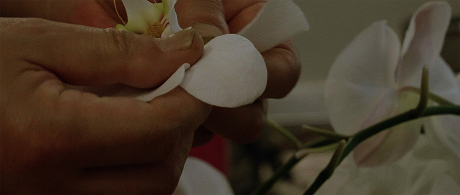 PRIMAVERA. 1995 / 2018