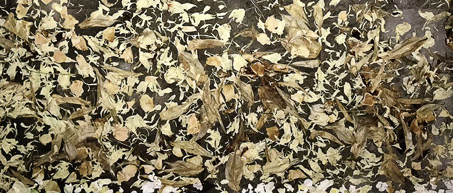 PRIMAVERA. 1995 / 2018